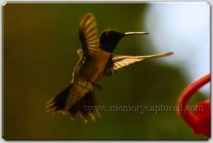 Hummingbird (7).jpg
